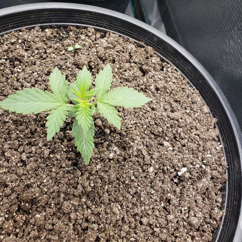 Geloctane  growlog photo: They're all getting big 