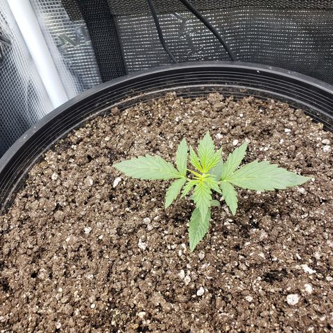 Geloctane  growlog photo: They're all getting big 