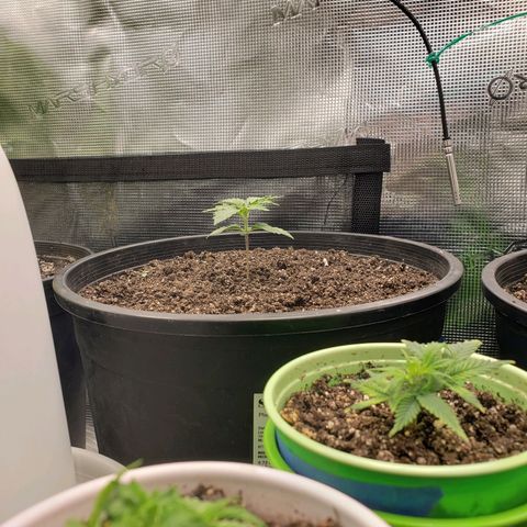Geloctane  growlog photo: They're all getting big 
