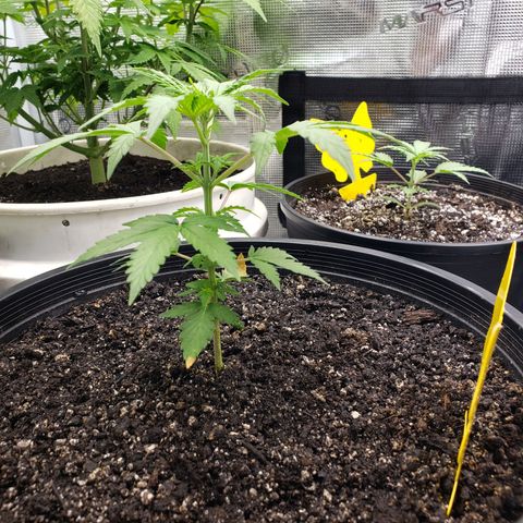 Geloctane  growlog photo: They're all getting big 