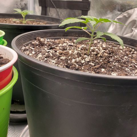 Geloctane  growlog photo: They're all getting big 