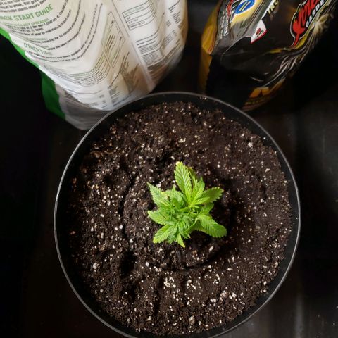 Geloctane  growlog photo: Nice root system