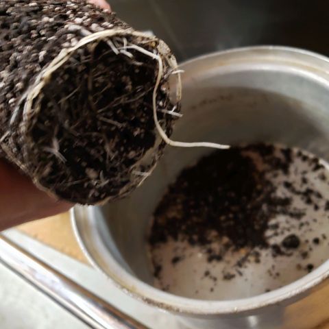 Geloctane  growlog photo: Nice root system