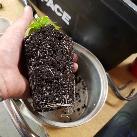 Geloctane  growlog photo: Nice root system