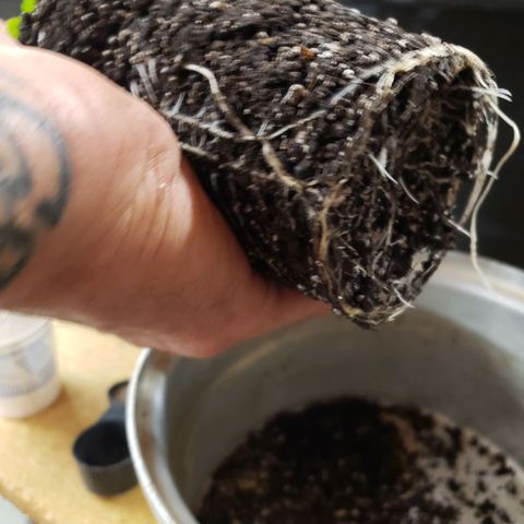 Geloctane  growlog photo: Nice root system