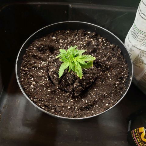 Geloctane  growlog photo: Nice root system