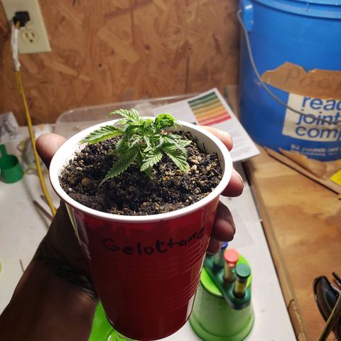 Geloctane  growlog photo: Nice root system