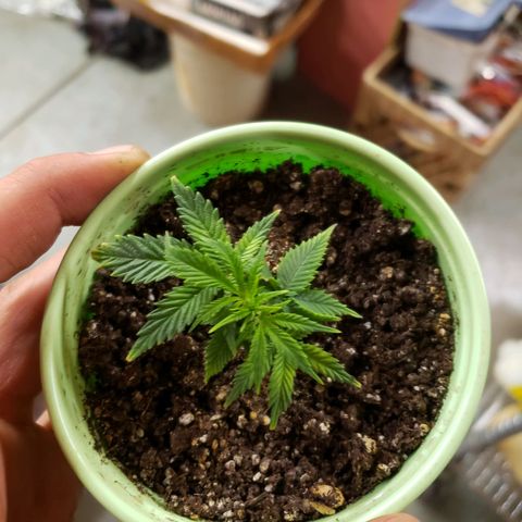 Geloctane  growlog photo: The roots look healthy 