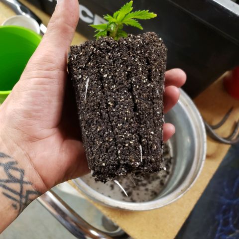 Geloctane  growlog photo: The roots look healthy 