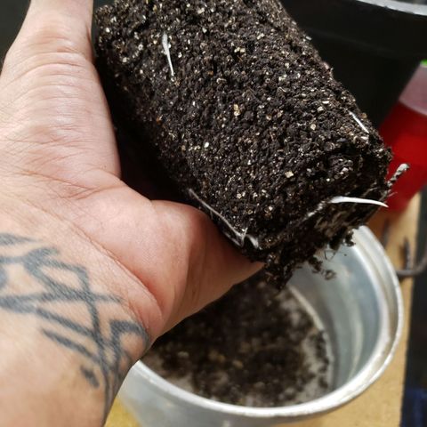 Geloctane  growlog photo: The roots look healthy 