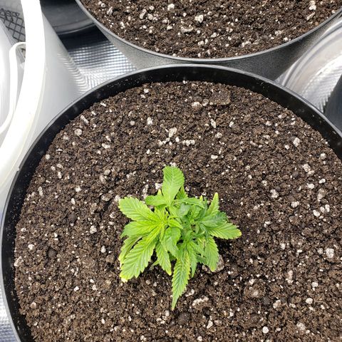 Geloctane  growlog photo: The roots look healthy 