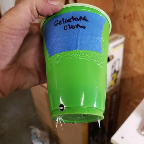 Geloctane  growlog photo: The roots look healthy 