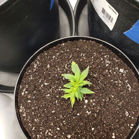 Geloctane  growlog photo: The roots look healthy 