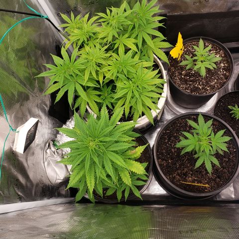 Geloctane  growlog photo: I think heat and light stress combined with nutrient issues they're doing okay 