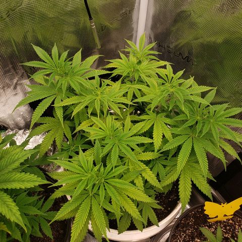 Geloctane  growlog photo: I think heat and light stress combined with nutrient issues they're doing okay 