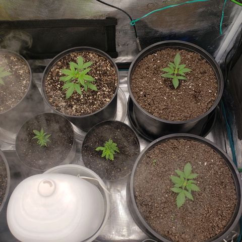Geloctane  growlog photo: I think heat and light stress combined with nutrient issues they're doing okay 