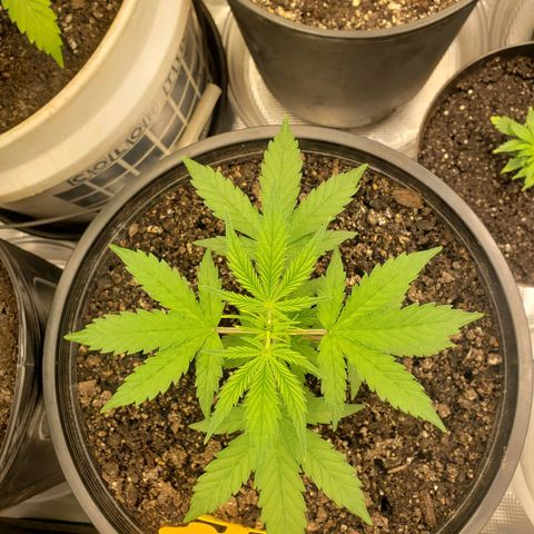 Geloctane  growlog photo: I think heat and light stress combined with nutrient issues they're doing okay 