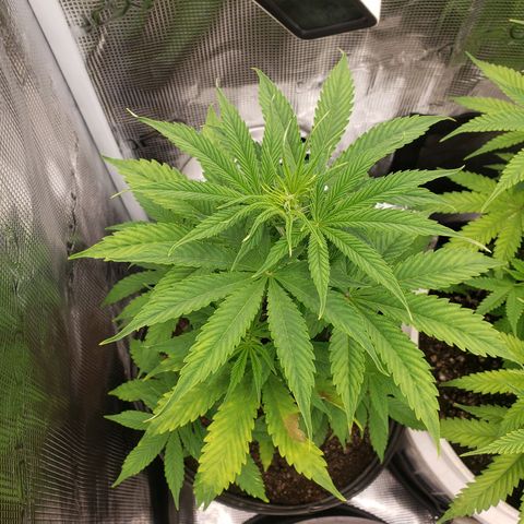 Geloctane  growlog photo: I think heat and light stress combined with nutrient issues they're doing okay 