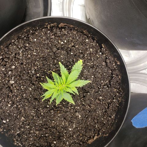 Geloctane  growlog photo: I think heat and light stress combined with nutrient issues they're doing okay 