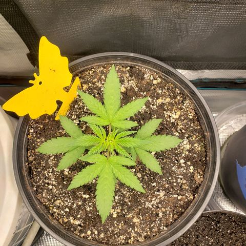 Geloctane  growlog photo: I think heat and light stress combined with nutrient issues they're doing okay 