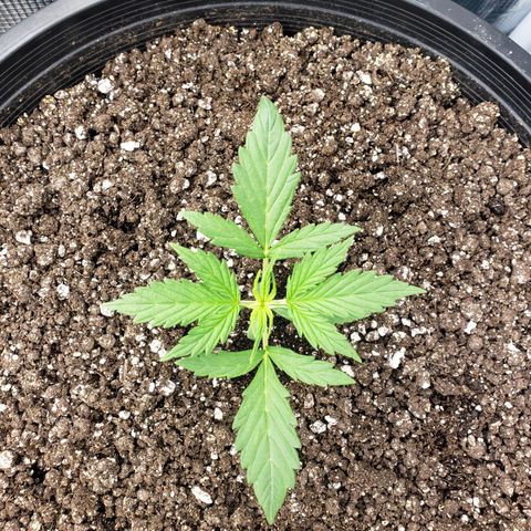 Geloctane  growlog photo: I think heat and light stress combined with nutrient issues they're doing okay 