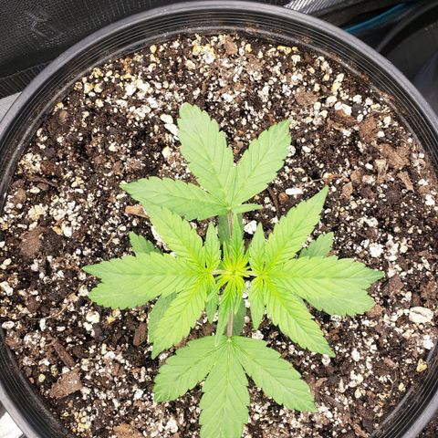 Geloctane  growlog photo: I think heat and light stress combined with nutrient issues they're doing okay 