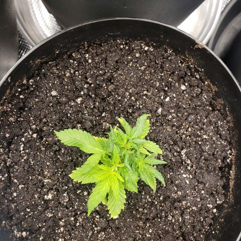 Geloctane  growlog photo: I think heat and light stress combined with nutrient issues they're doing okay 