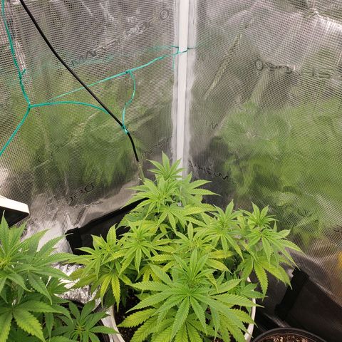 Geloctane  growlog photo: Around 7:30pm 1hr after raising lights 