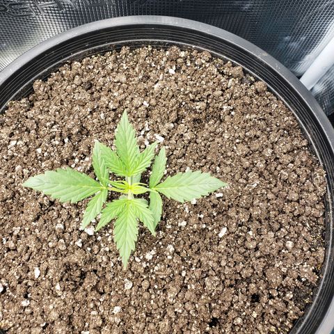 Geloctane  growlog photo: Around 7:30pm 1hr after raising lights 