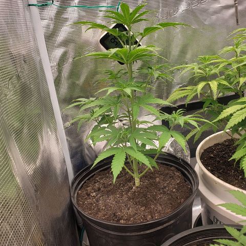 Geloctane  growlog photo: Around 7:30pm 1hr after raising lights 