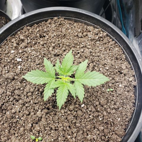 Geloctane  growlog photo: Around 7:30pm 1hr after raising lights 