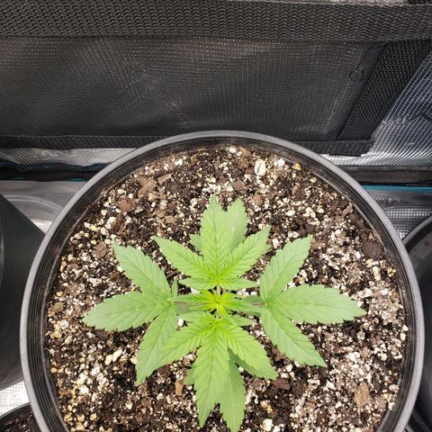 Geloctane  growlog photo: Around 7:30pm 1hr after raising lights 