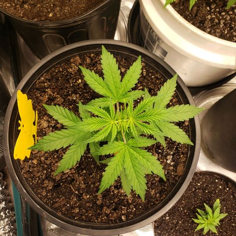 Geloctane  growlog photo: Around 7:30pm 1hr after raising lights 