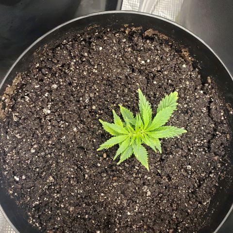Geloctane  growlog photo: Around 7:30pm 1hr after raising lights 