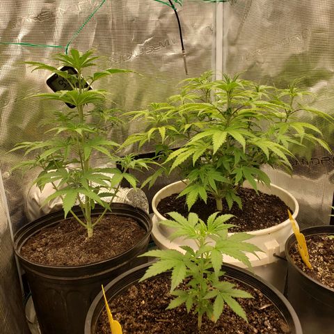 Geloctane  growlog photo: Around 7:30pm 1hr after raising lights 