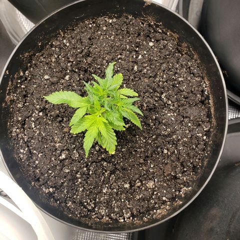 Geloctane  growlog photo: Around 7:30pm 1hr after raising lights 