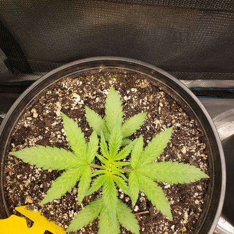 Geloctane  growlog photo: Around 7:30pm 1hr after raising lights 
