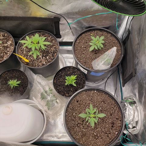 Geloctane  growlog photo:  trimmed up the geloctane and cut 3 clones 12:00pm