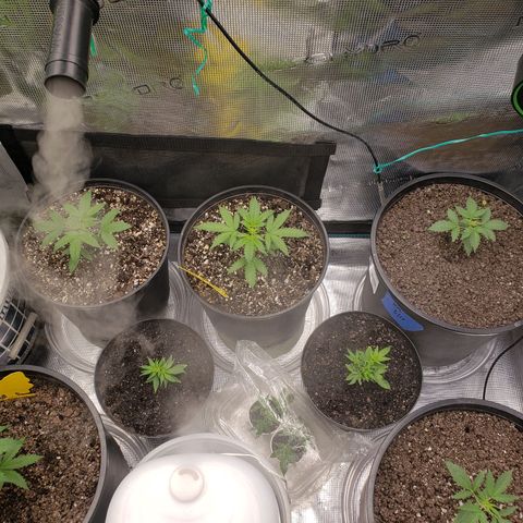 Geloctane  growlog photo:  trimmed up the geloctane and cut 3 clones 12:00pm