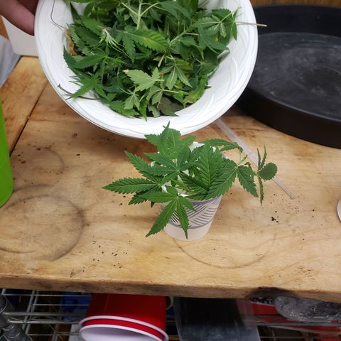 Geloctane  growlog photo:  trimmed up the geloctane and cut 3 clones 12:00pm