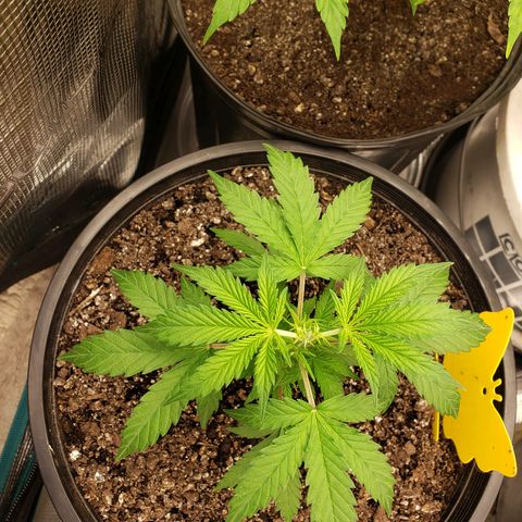 Geloctane  growlog photo: Topped kk today at 12:00pm