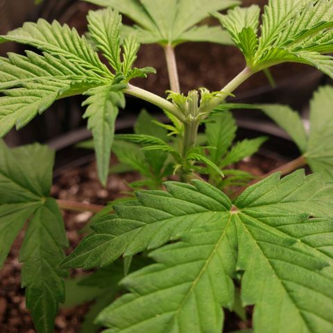 Geloctane  growlog photo: Topped kk today at 12:00pm