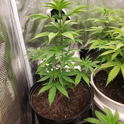 Geloctane  growlog photo: Looking ok