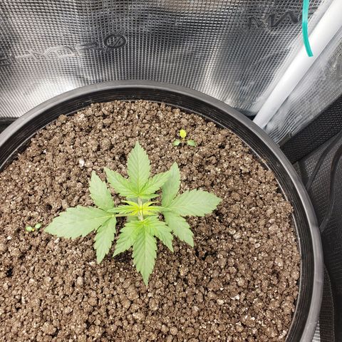 Geloctane  growlog photo: Looking ok