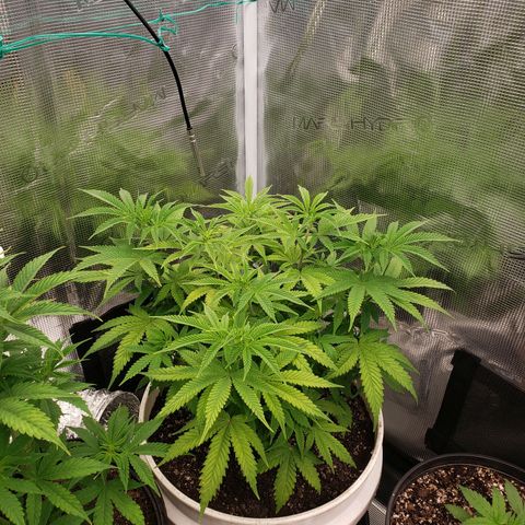 Geloctane  growlog photo: Looking ok