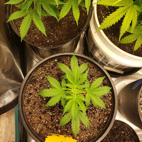Geloctane  growlog photo: Looking ok