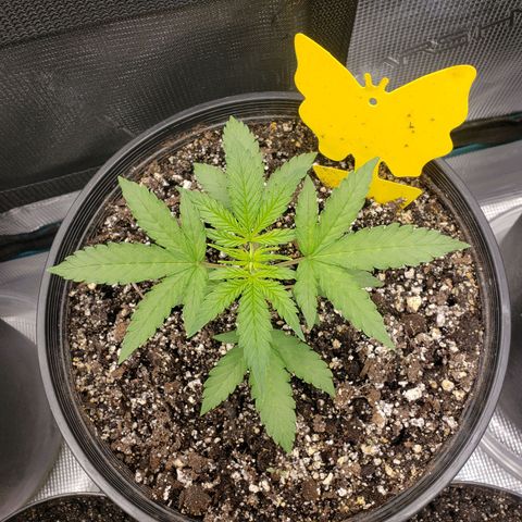 Geloctane  growlog photo: Looking ok