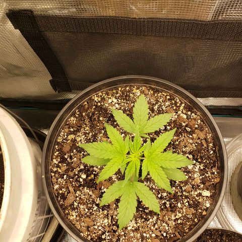 Geloctane  growlog photo: Looking ok
