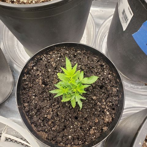 Geloctane  growlog photo: Looking ok