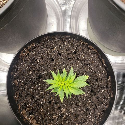 Geloctane  growlog photo: Looking ok